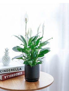 前湾花木租摆服务好 前湾花木租摆服务好